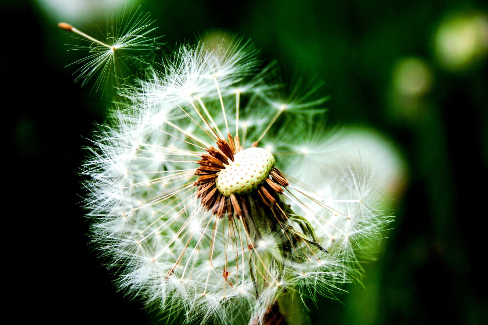 Canon EOS 350D (EOS Digital Rebel XT / EOS Kiss Digital N) sample photo. Dandelion, wild flower, plant photography
