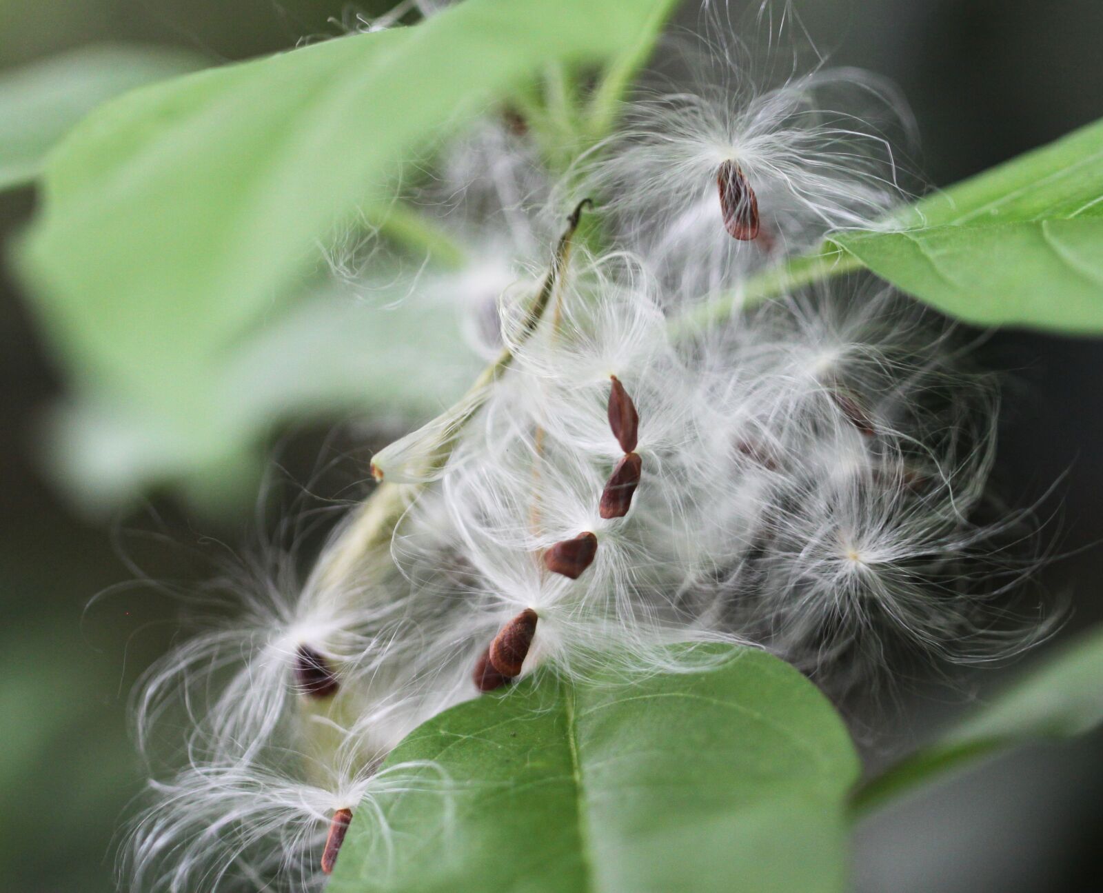 Canon EOS 50D sample photo. Seeds, fluff, leaf photography