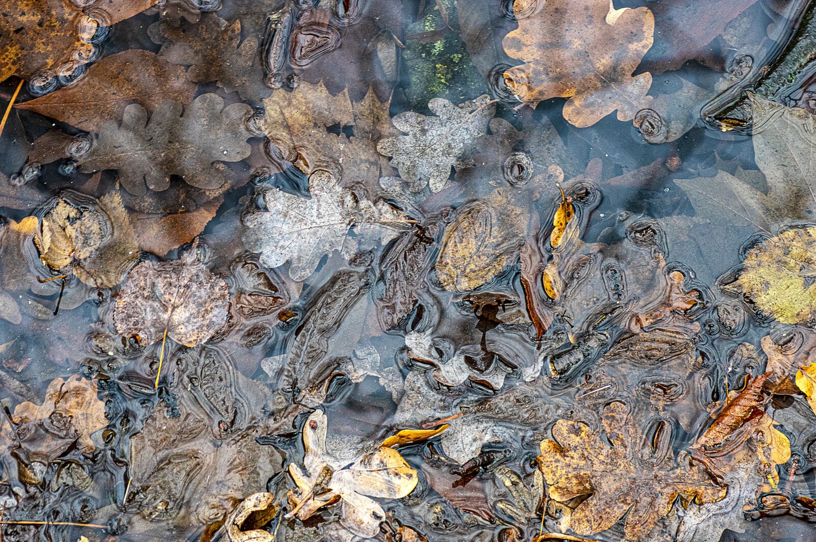 Pentax K-3 sample photo. Leaves, water, autumn photography