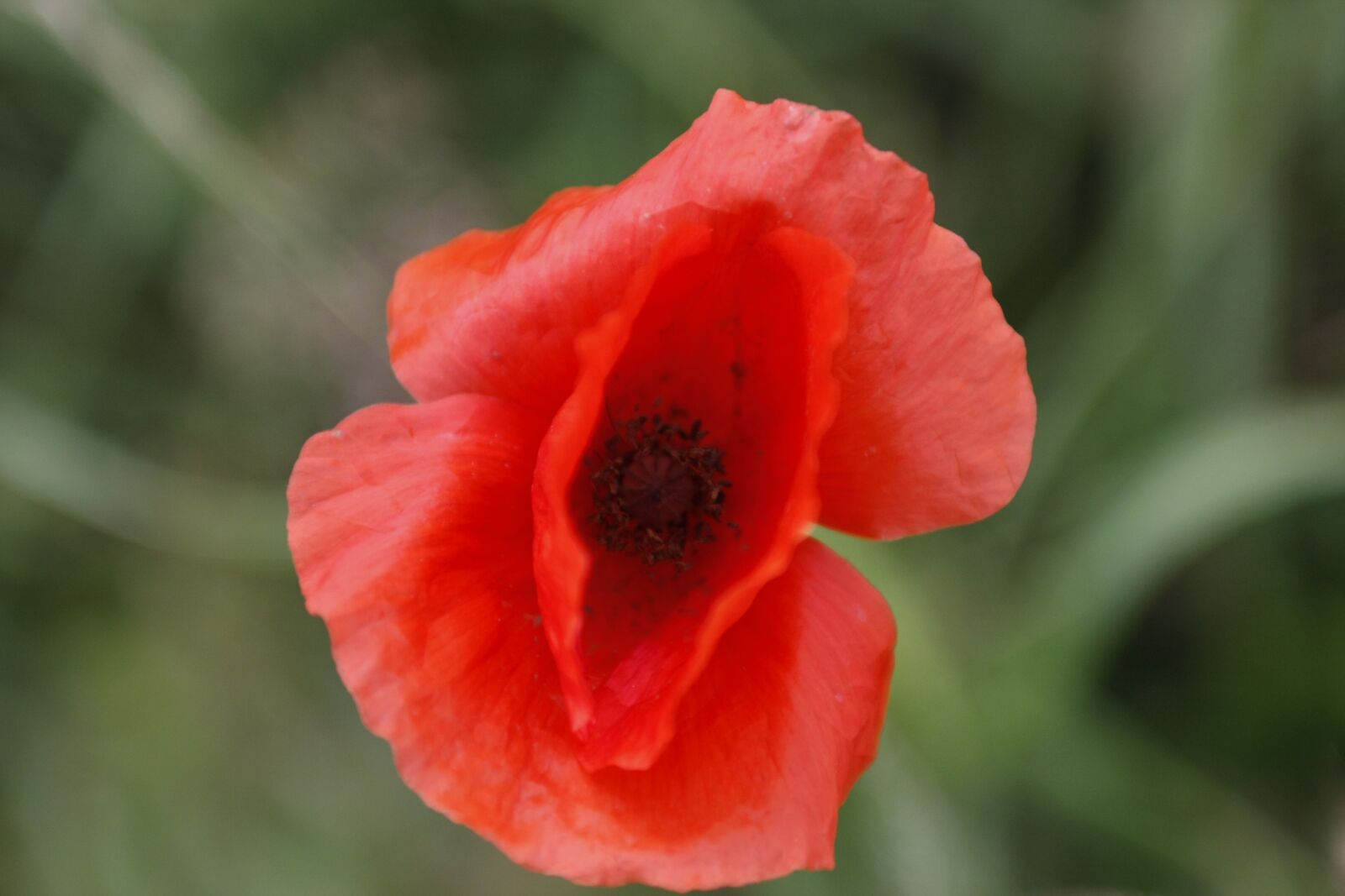 Canon EOS 40D sample photo. Poppy, red, meadow photography