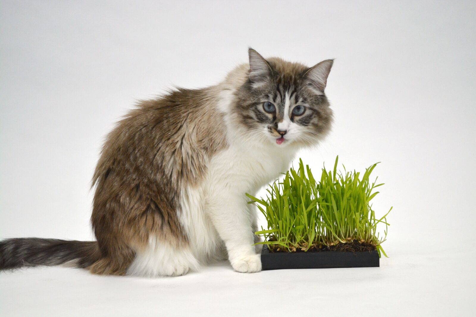 Nikon D5200 sample photo. Cat, animal, grass photography