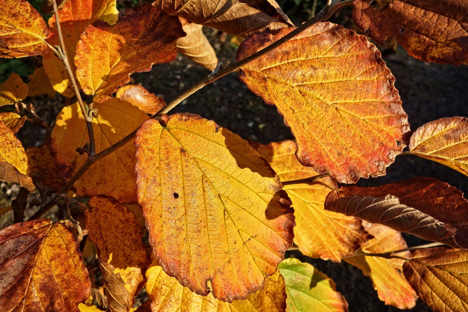 Sony Cyber-shot DSC-RX100 sample photo. Leaf, foliage, autumn leaf photography