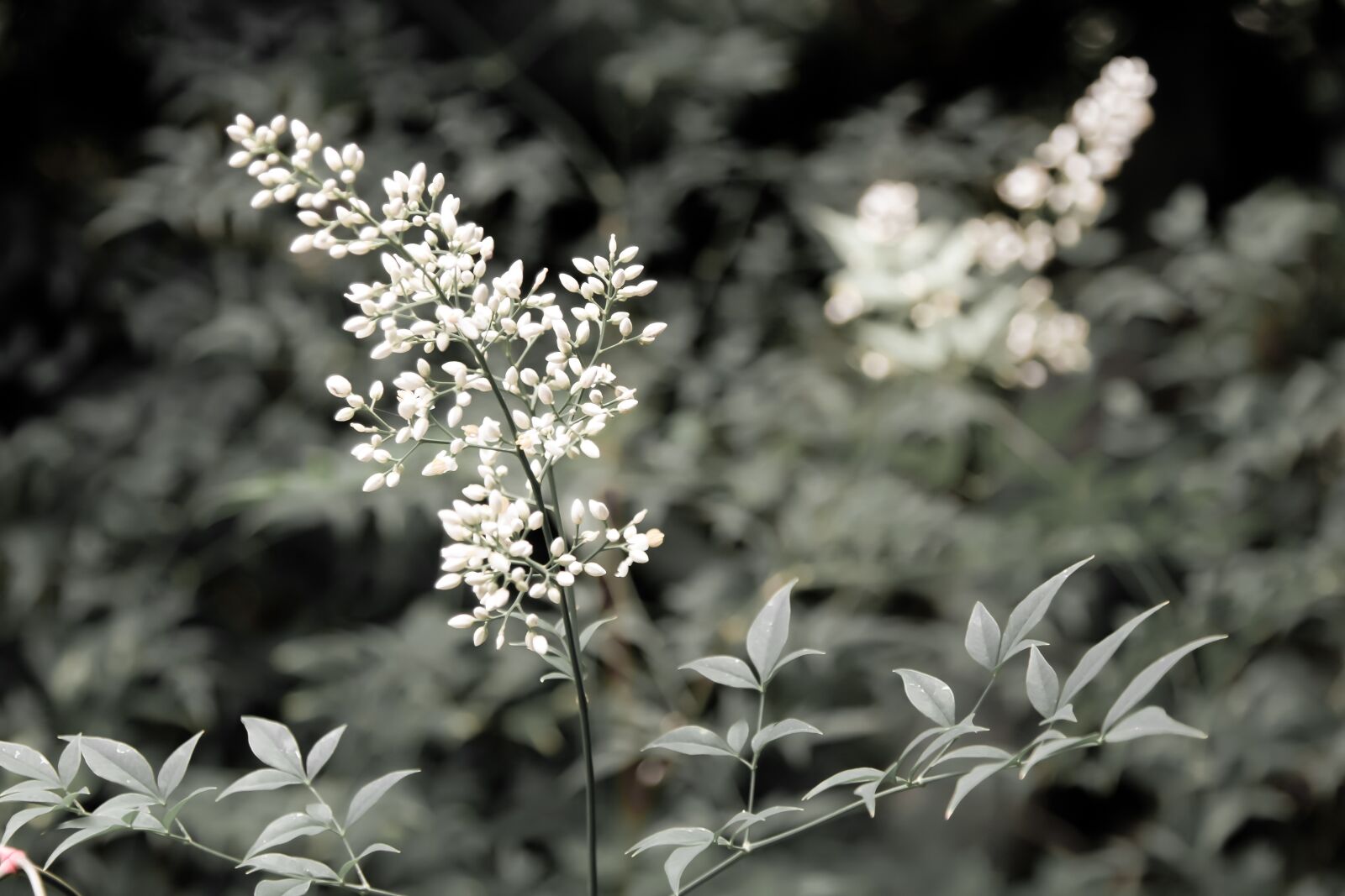 Canon EOS 7D sample photo. Forest, nature, leaf photography