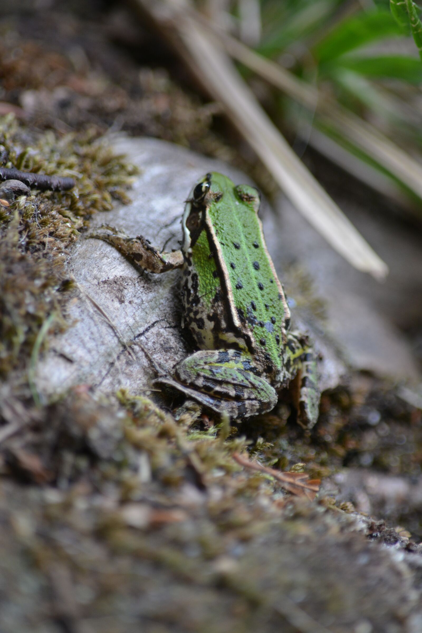 Nikon D5200 sample photo. Toad, stone, water photography