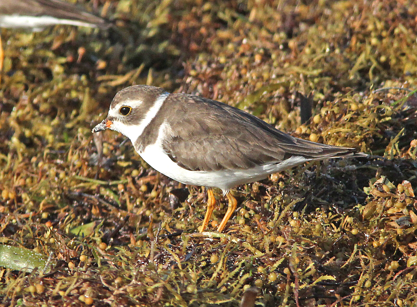 Canon EF 300mm F4L IS USM sample photo