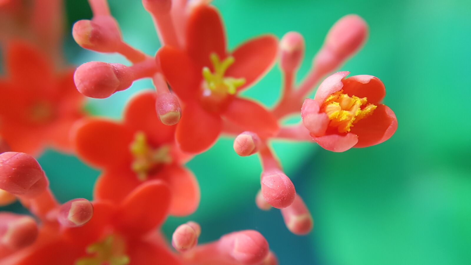 Samsung Galaxy S7 Edge sample photo. Red flowers, flower, garden photography
