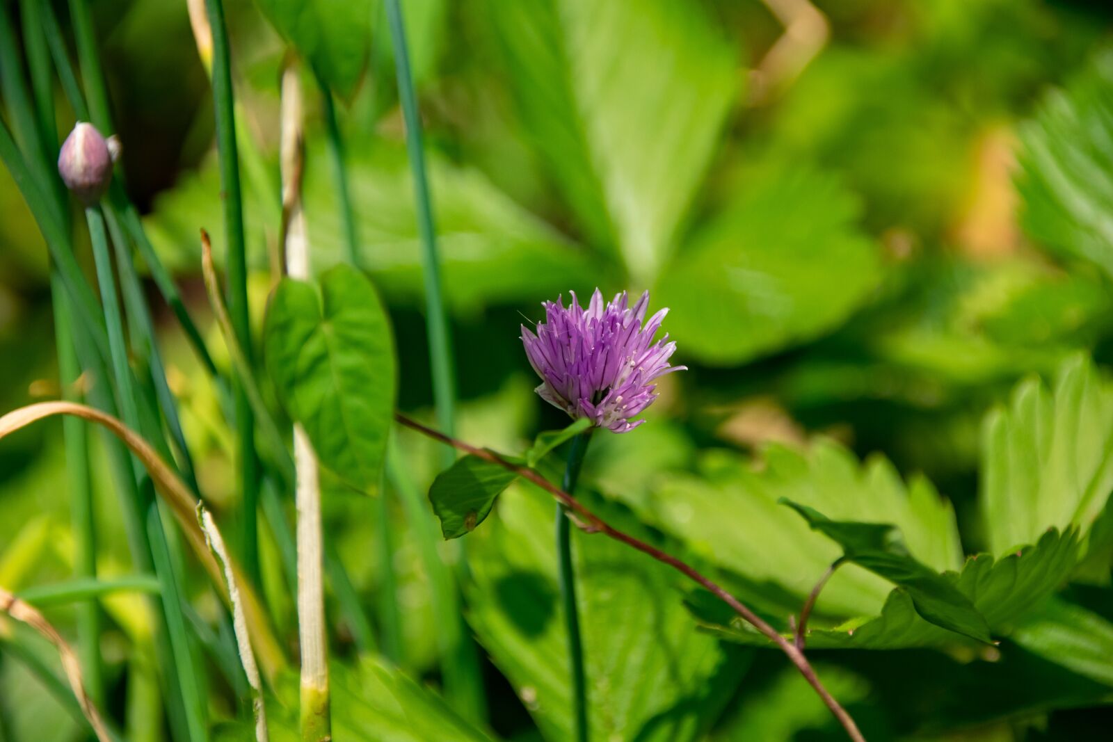 Nikon D3400 sample photo. Leek, blossom, bloom photography