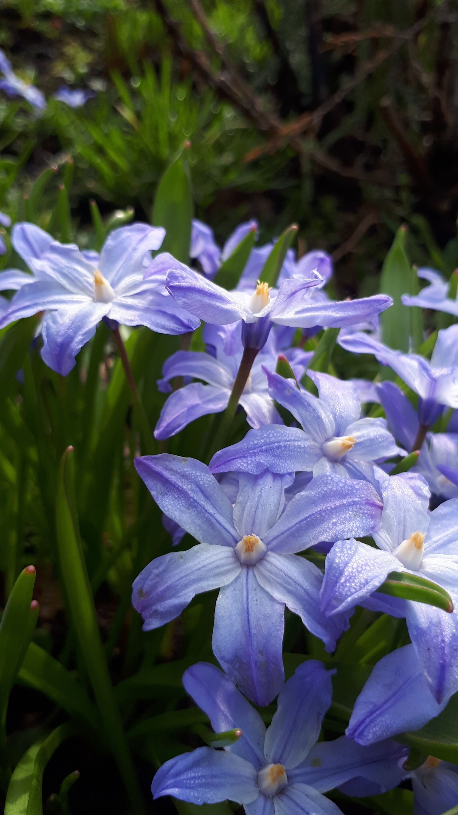 Samsung Galaxy A5(2017) sample photo. Blue, flower, s photography