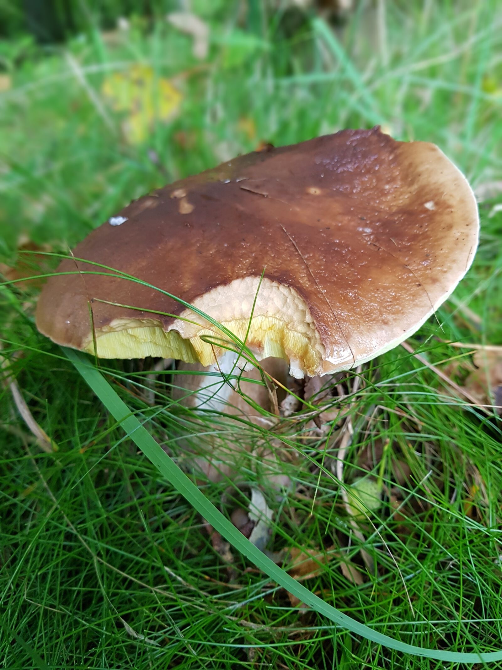 Samsung Galaxy S8+ sample photo. Porcini mushrooms, autumn, nature photography