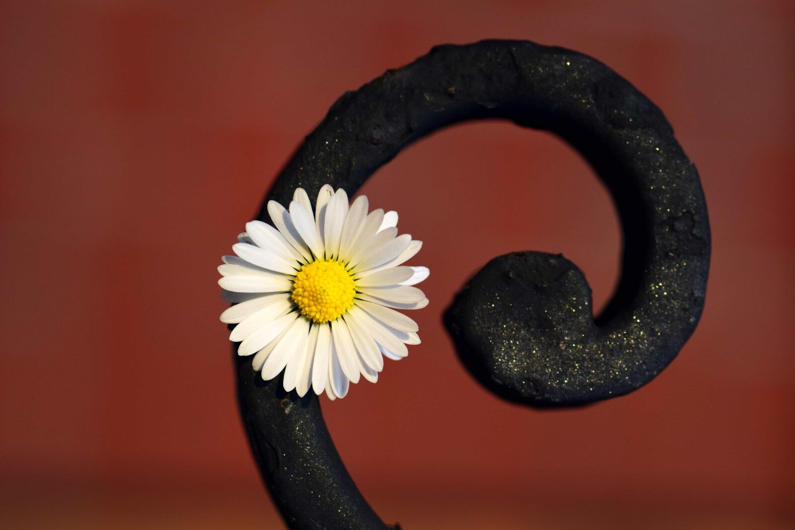 Nikon D3300 sample photo. Daisy, flower, herb, plant photography