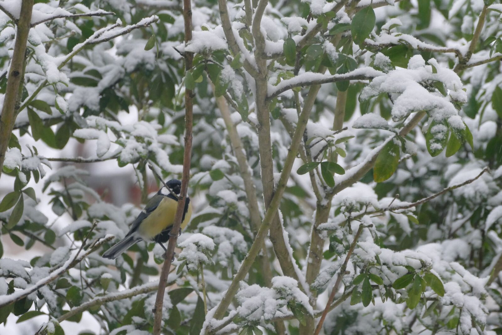 Panasonic Lumix DMC-FZ1000 sample photo. Snow, nature, bird photography