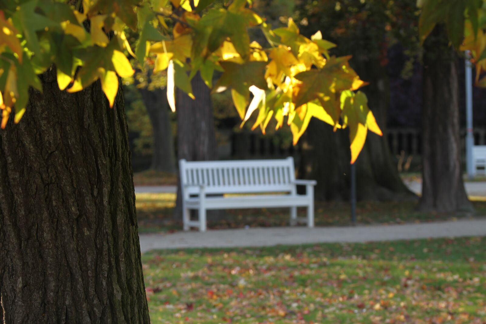 Canon EOS 50D sample photo. Dresden, nature, travel photography