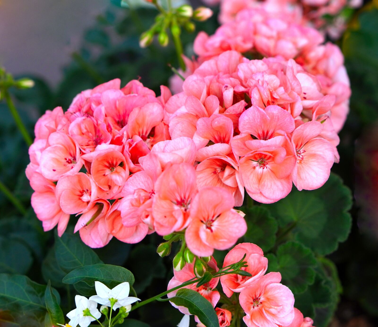 E 50mm F1.8 OSS sample photo. Geranium, blossom, bloom photography