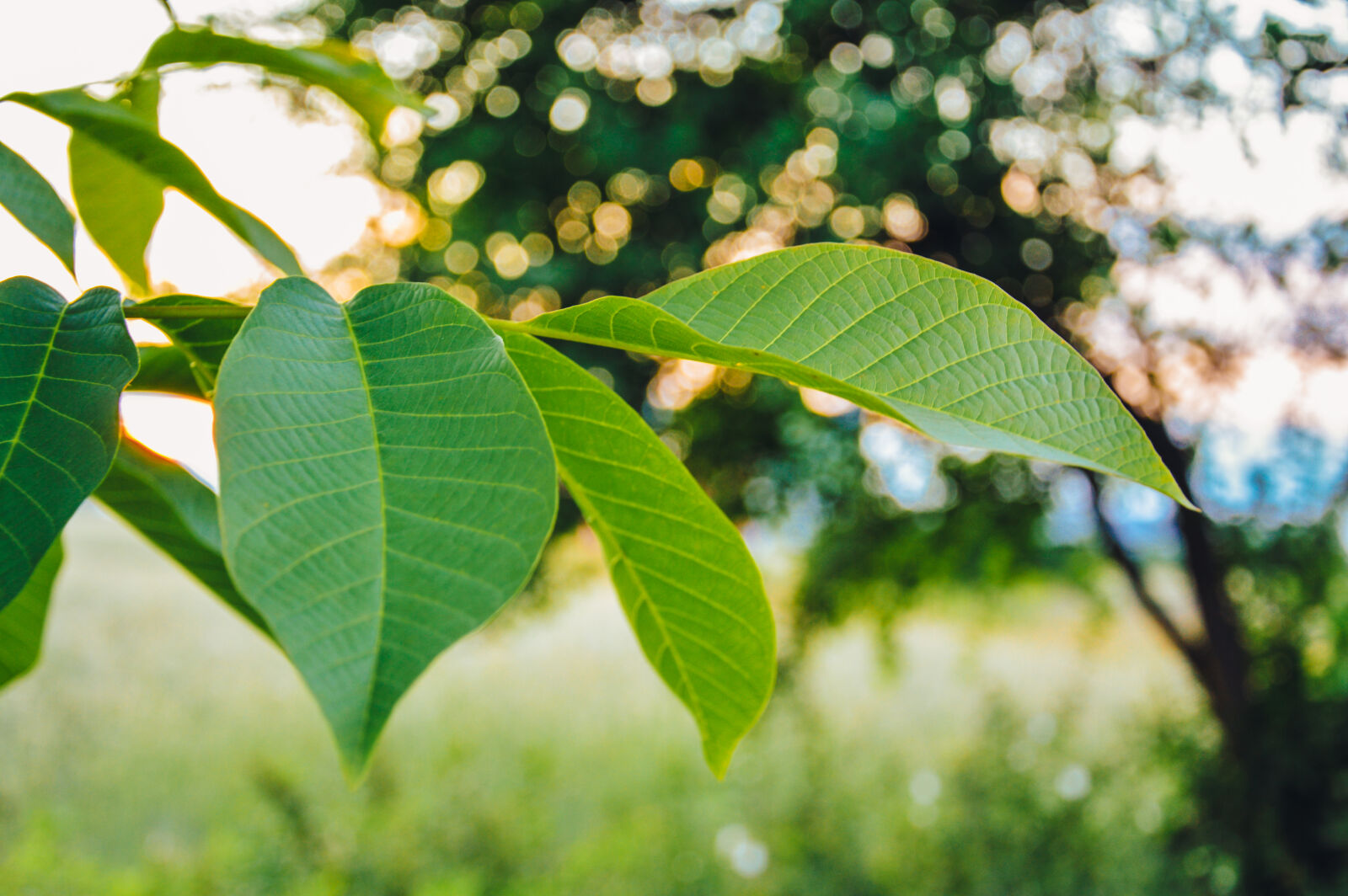 Nikon D3200 sample photo. Green, leaves, tree photography
