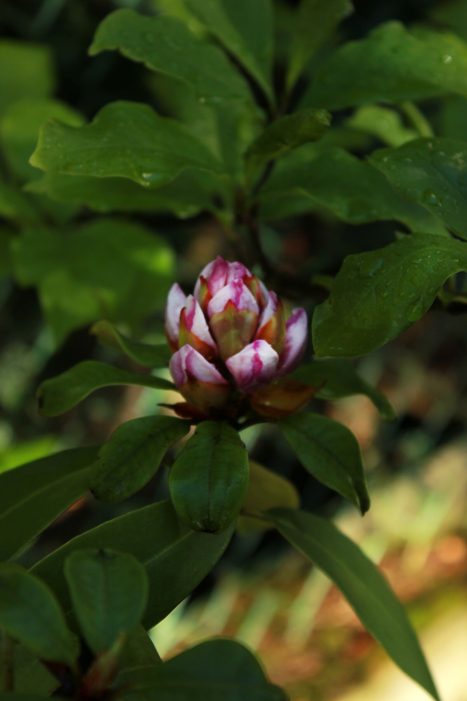 Canon EOS 550D (EOS Rebel T2i / EOS Kiss X4) sample photo. Natura, flowers, garden photography