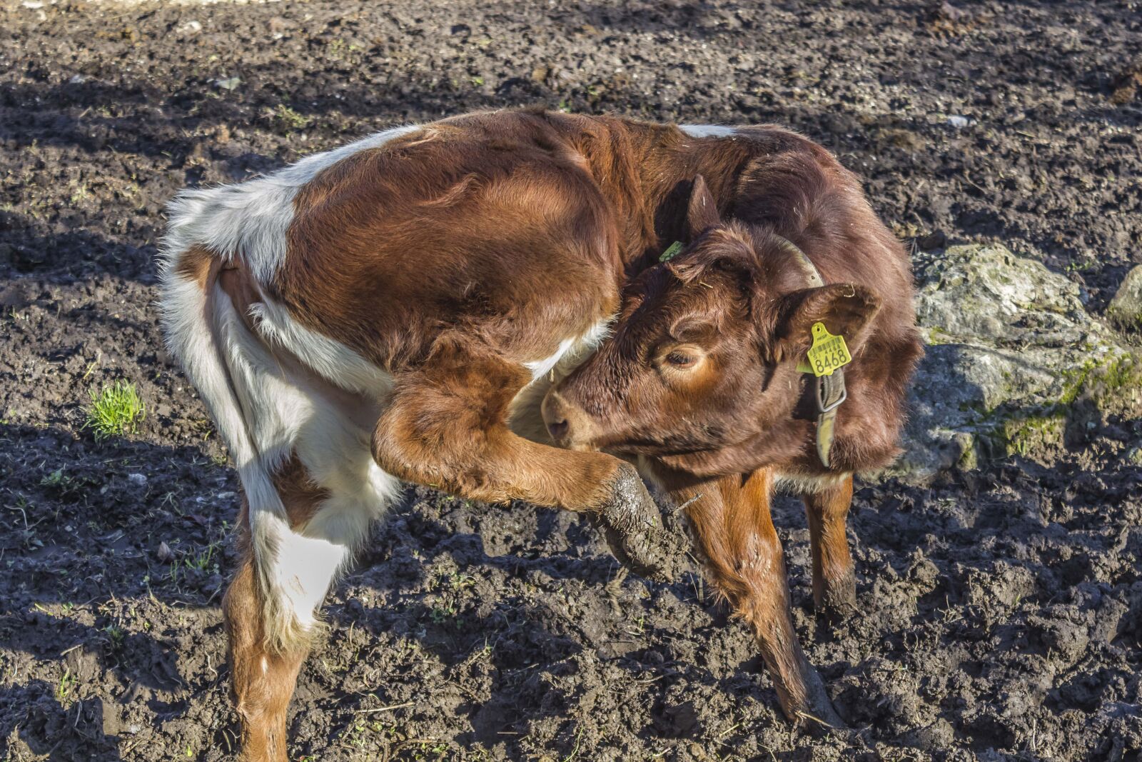 Canon EOS 600D (Rebel EOS T3i / EOS Kiss X5) sample photo. Cow, farm, cattle photography