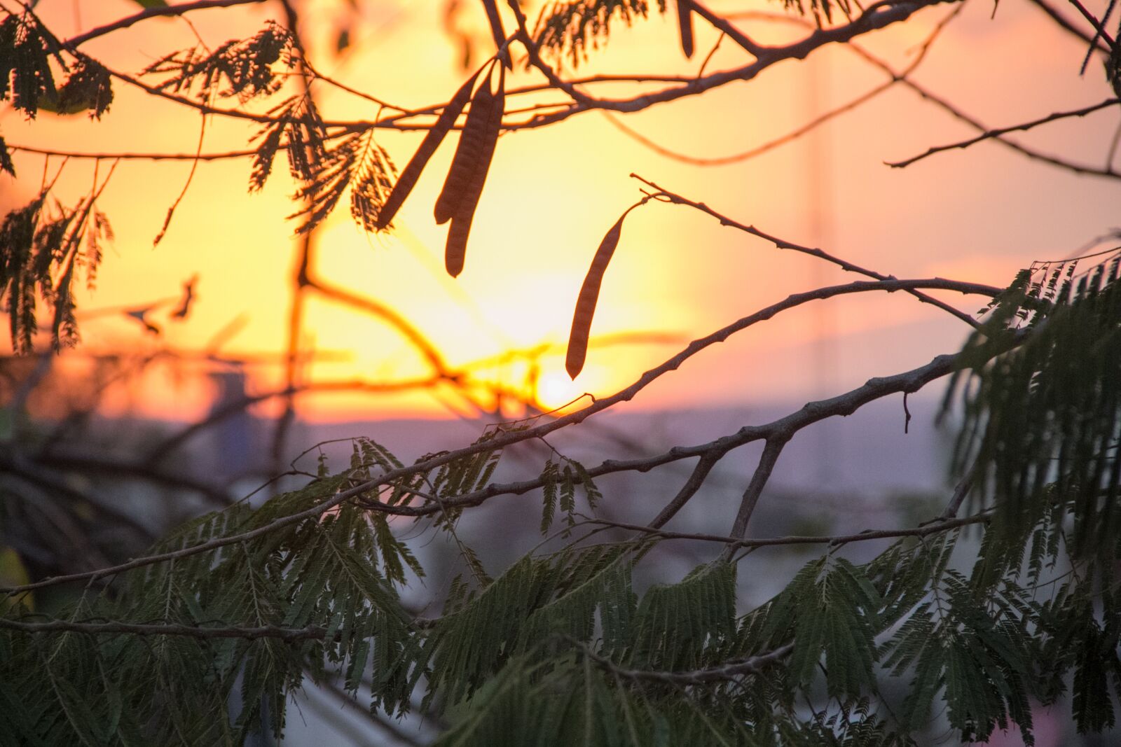 Canon EOS 60D sample photo. Tree, branch, nature photography
