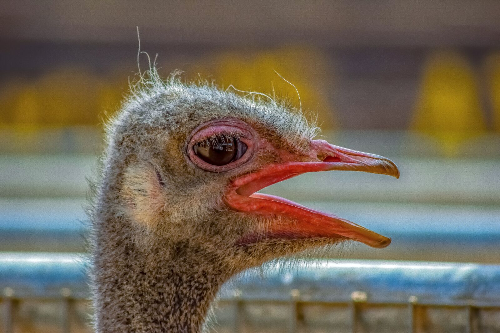 Nikon D3300 sample photo. Ostrich, bird, animal photography