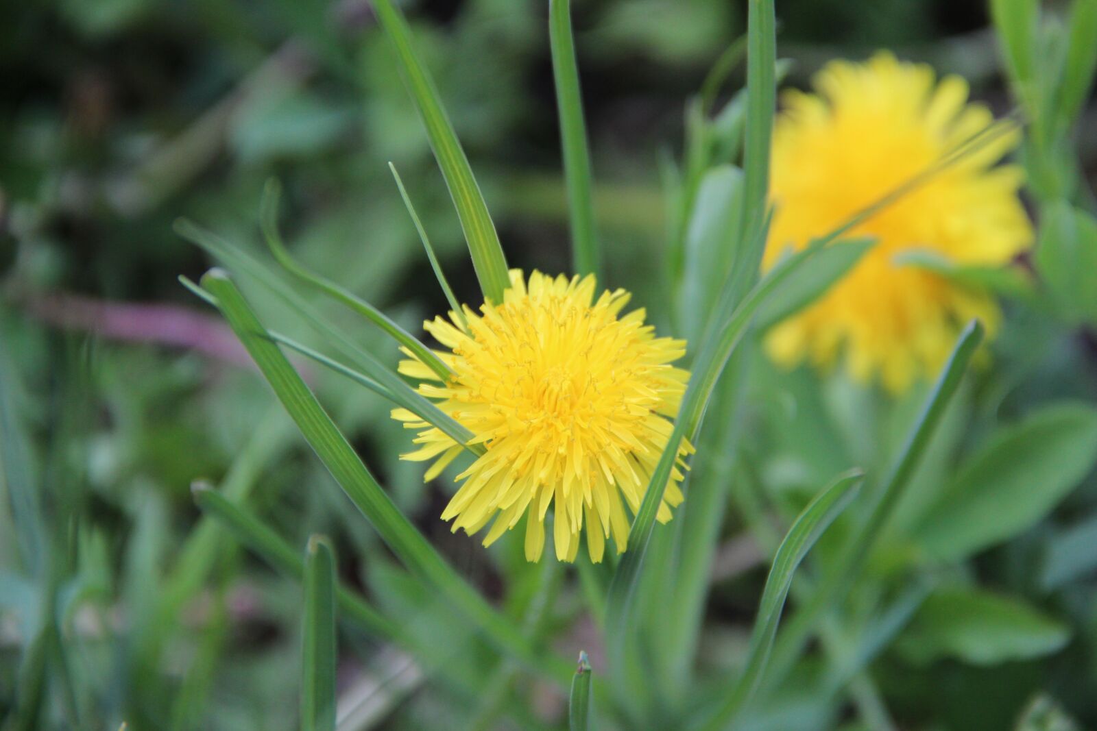 Canon EOS 600D (Rebel EOS T3i / EOS Kiss X5) sample photo. Dandelion, plant, fluffy dandelion photography