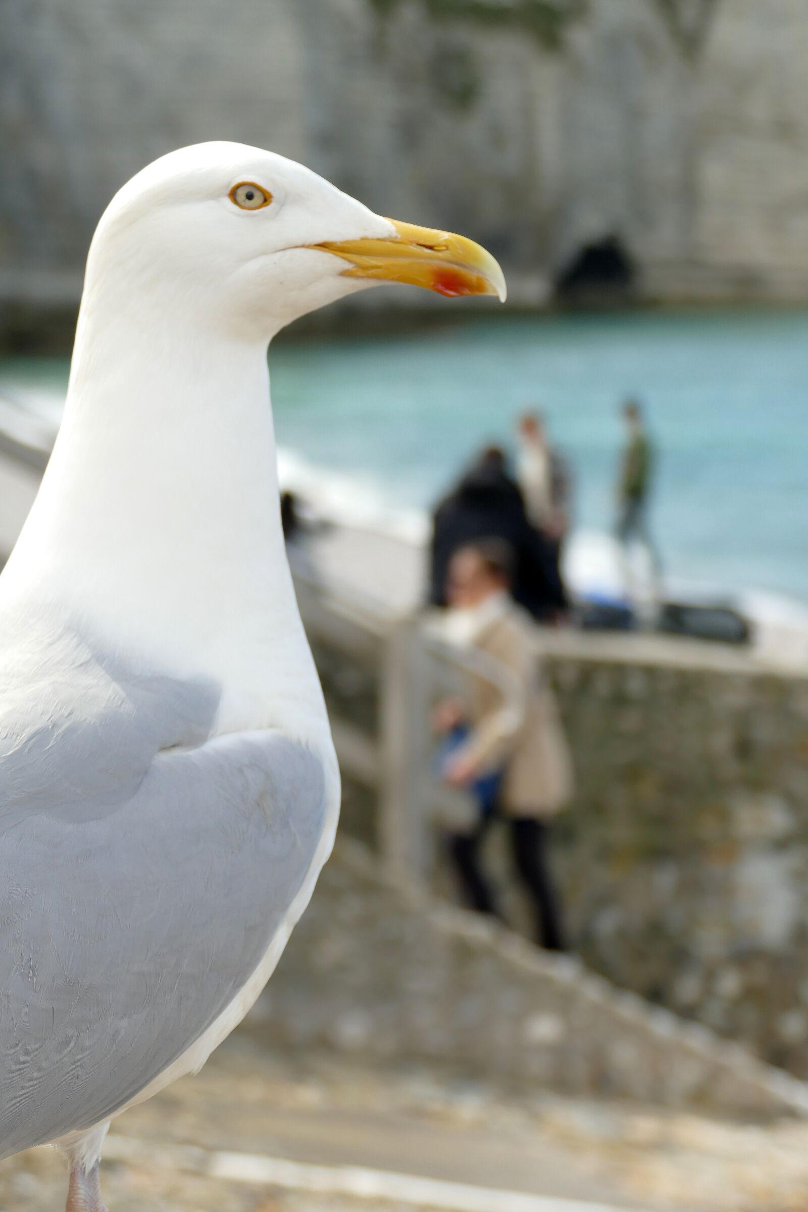 Panasonic Lumix DMC-FZ1000 sample photo. Seagull, bird, fauna photography