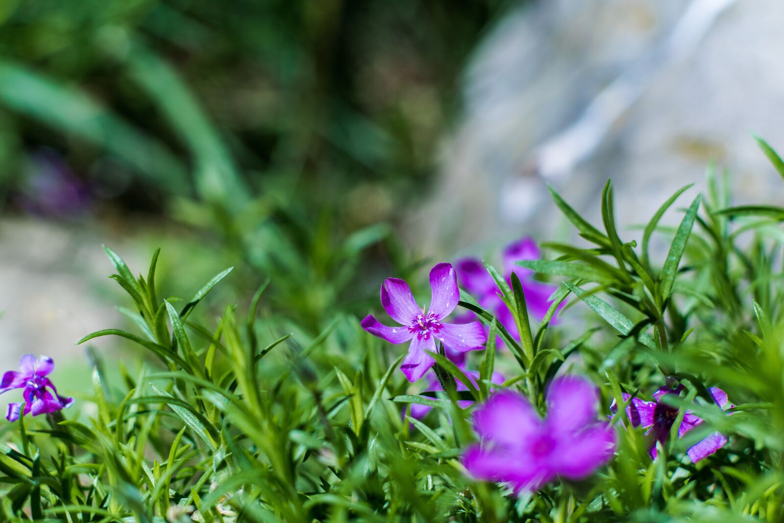 Nikon D5600 sample photo. Floxi, flower, garden photography