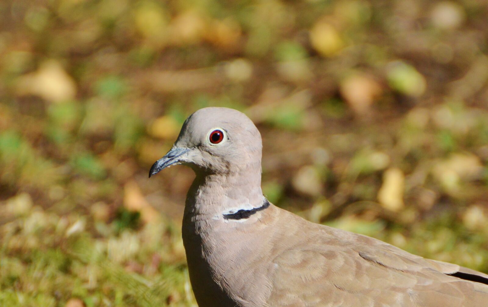 Nikon D3200 sample photo. Dove, collared, bird photography