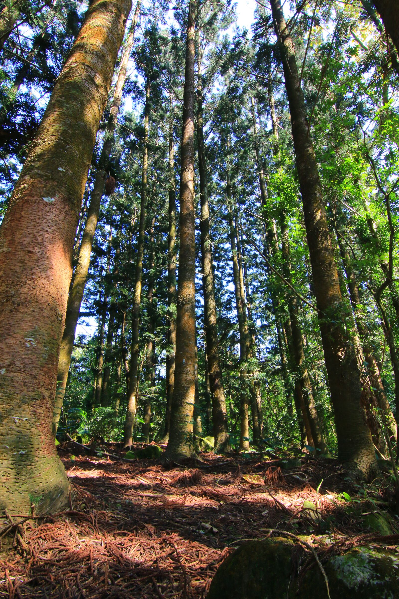 Canon EOS 70D sample photo. Woodland, fam, landscape photography