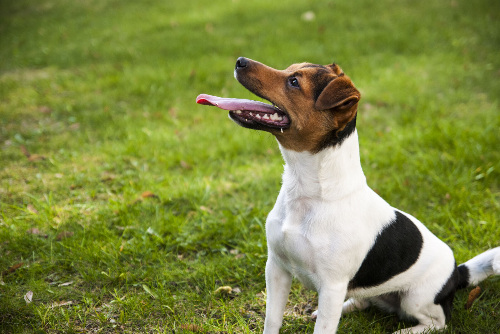 Nikon D80 sample photo. Dog, grass, jack photography