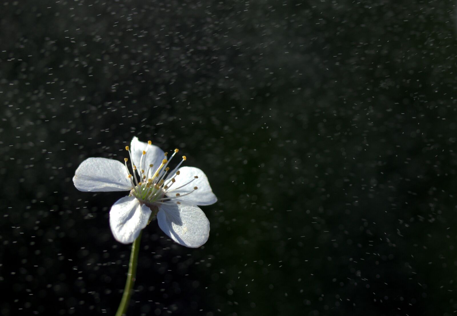 Canon EF-S 60mm F2.8 Macro USM sample photo. Flower, white, rain photography