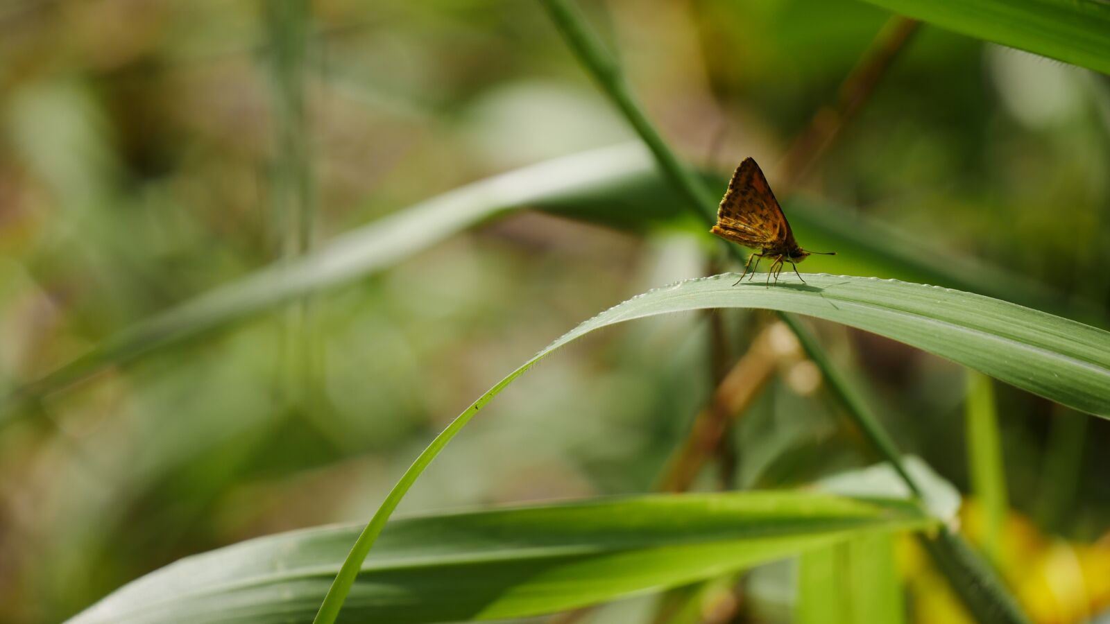 Panasonic Lumix DMC-GX85 (Lumix DMC-GX80 / Lumix DMC-GX7 Mark II) sample photo. Butterfly, insect, nature photography