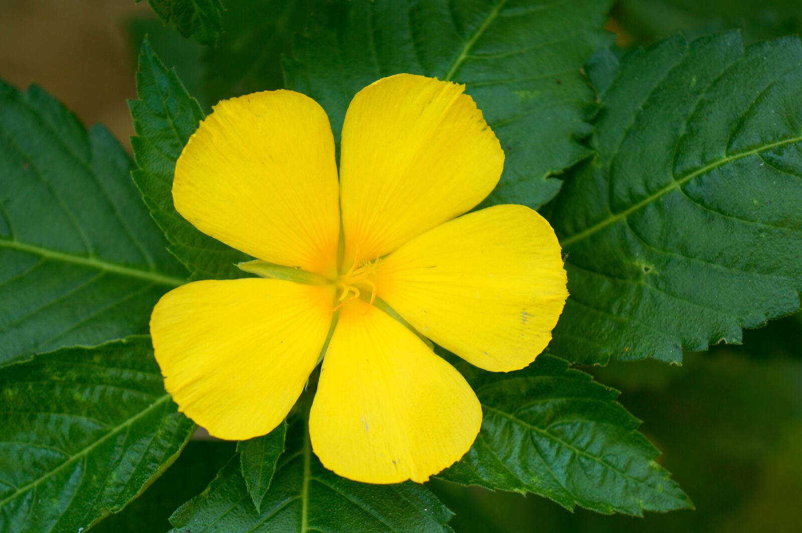 Sony Alpha NEX-F3 + Sony E 18-55mm F3.5-5.6 OSS sample photo. Flower, pentagram, yellow photography