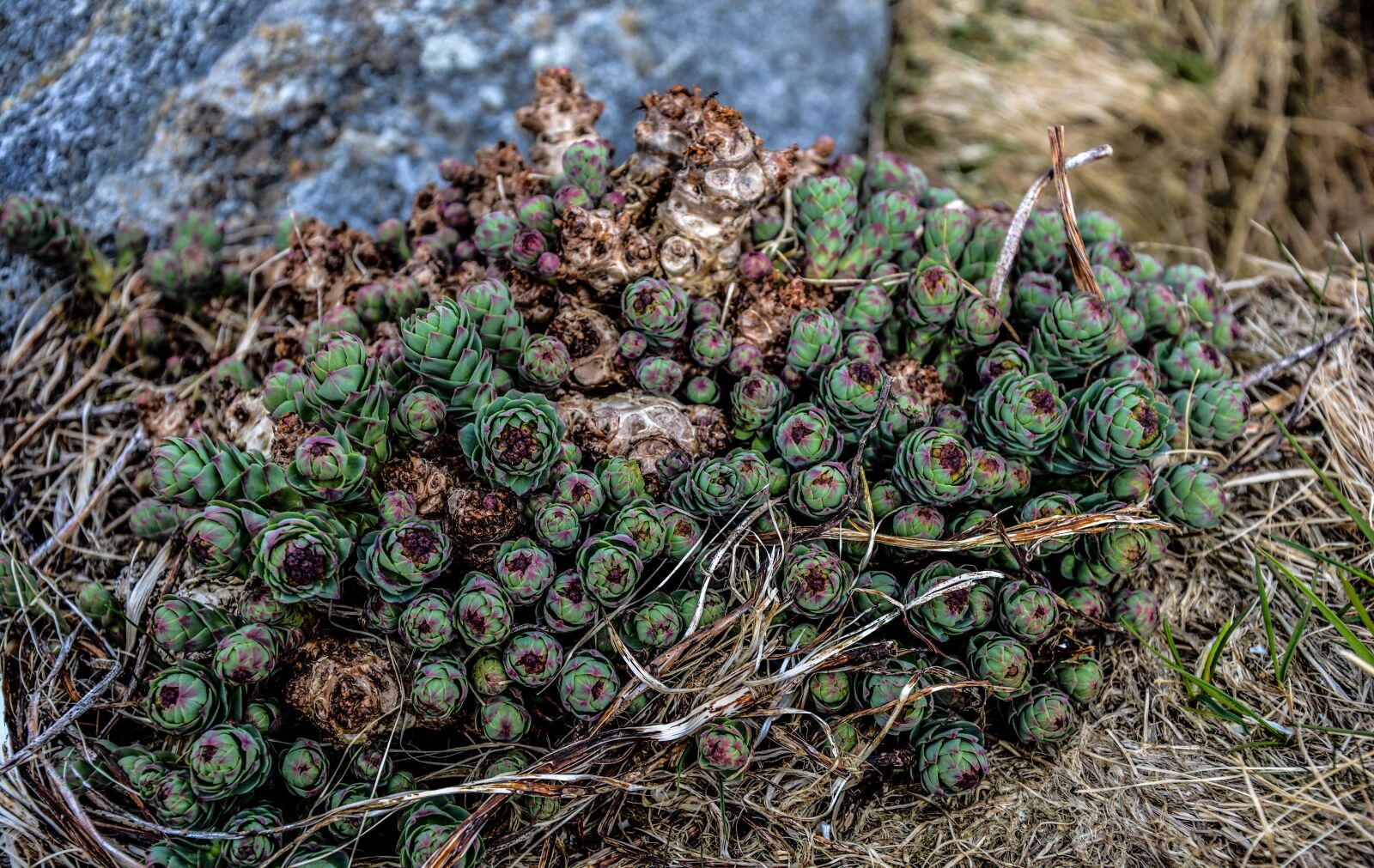 Nikon D5200 sample photo. Succulent, plant, garden photography