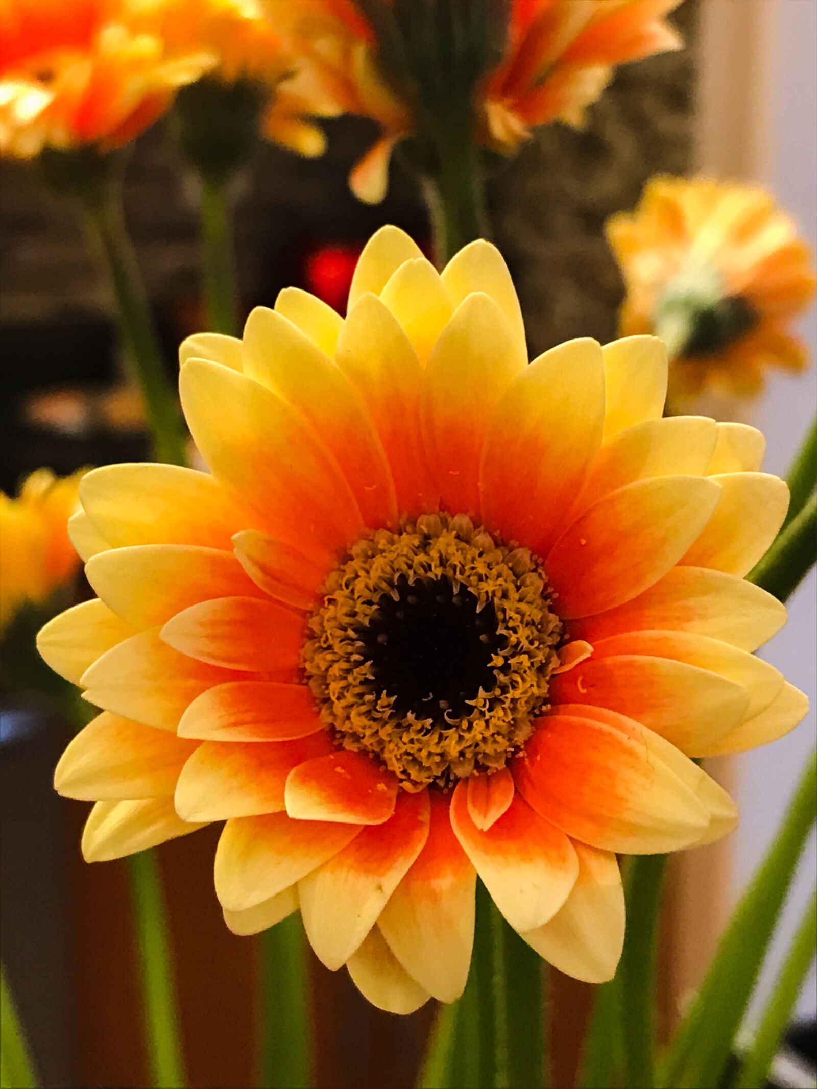 iPhone 7 back camera 3.99mm f/1.8 sample photo. Flower, yellow, orange photography