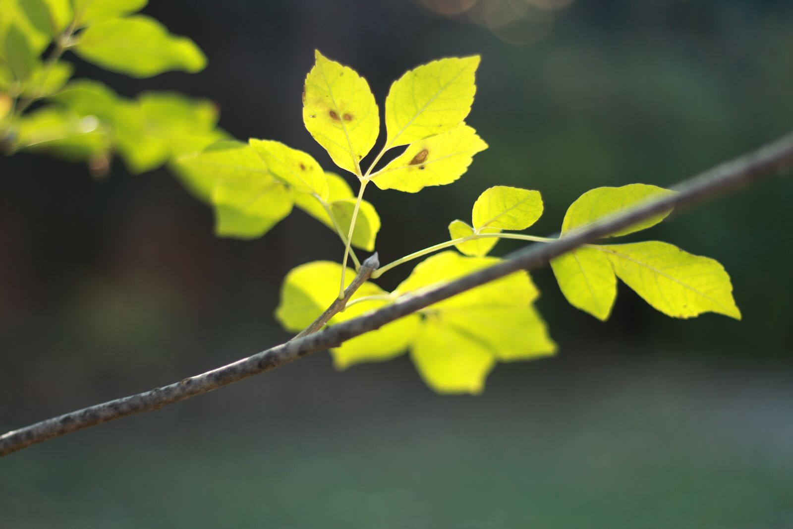Canon EF 50mm F1.8 STM sample photo. Leaves, sun, green photography