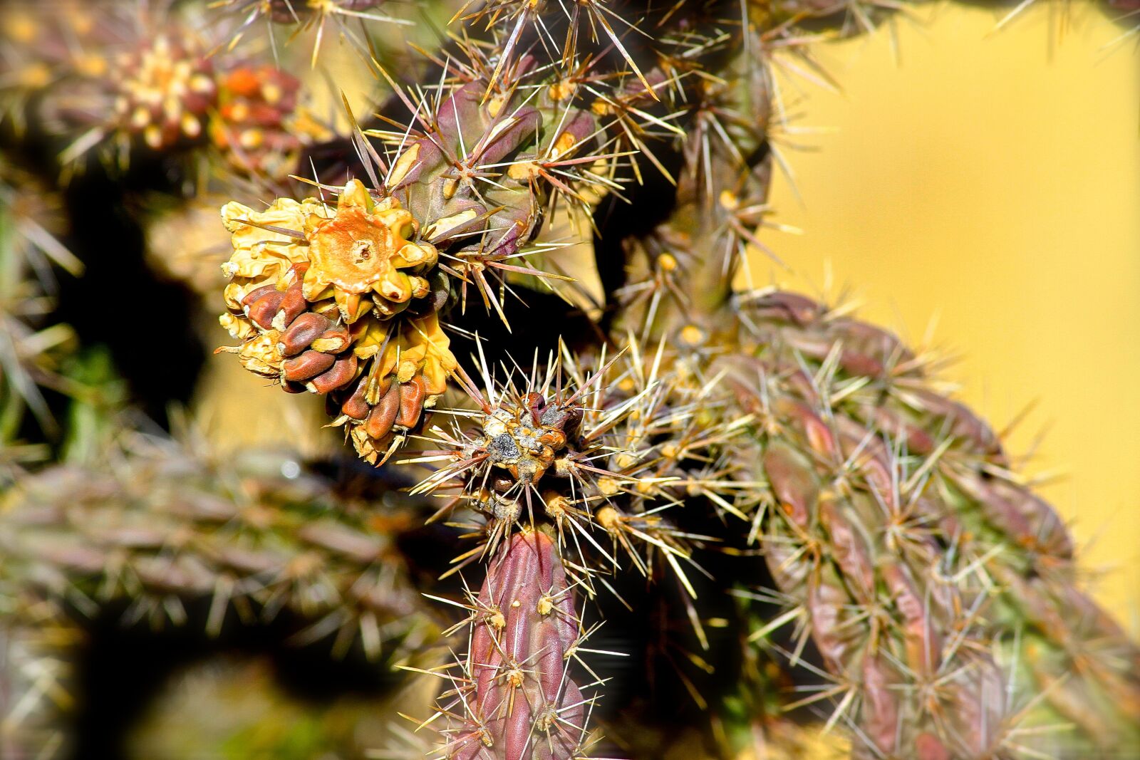 Canon EOS 7D sample photo. Cactus, rural, valley photography