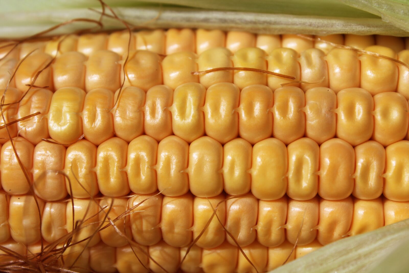 Canon EOS 550D (EOS Rebel T2i / EOS Kiss X4) sample photo. Corn, pattern, agriculture photography