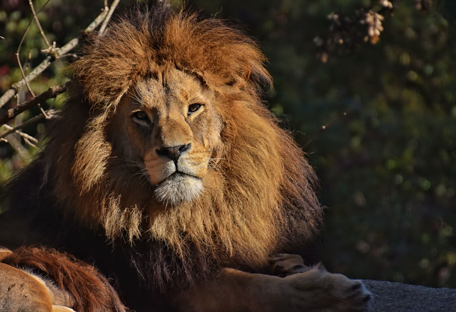 Nikon D7200 sample photo. Lion, predator, dangerous photography