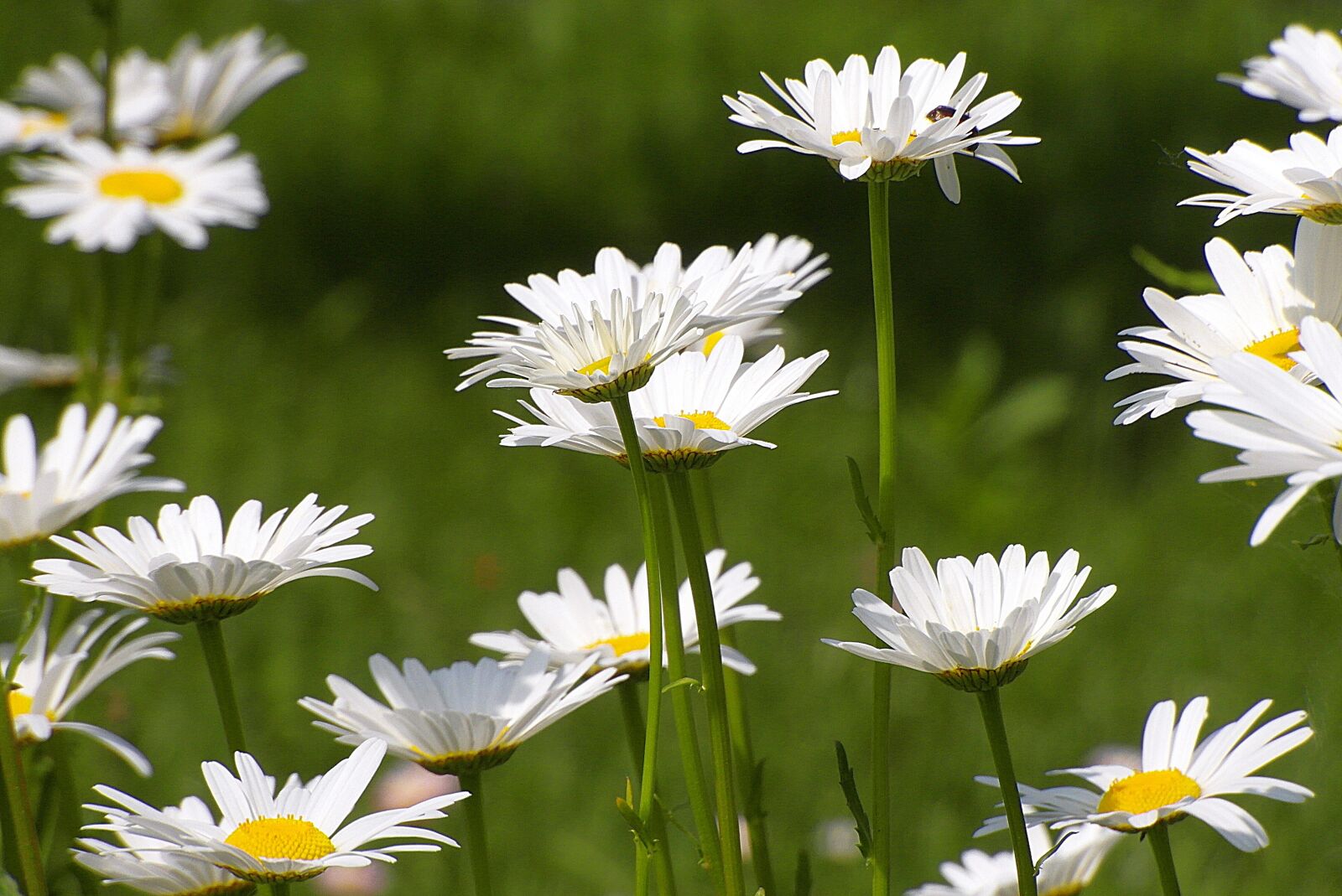 Samsung WB750 sample photo. Camomile, flowers, meadow photography