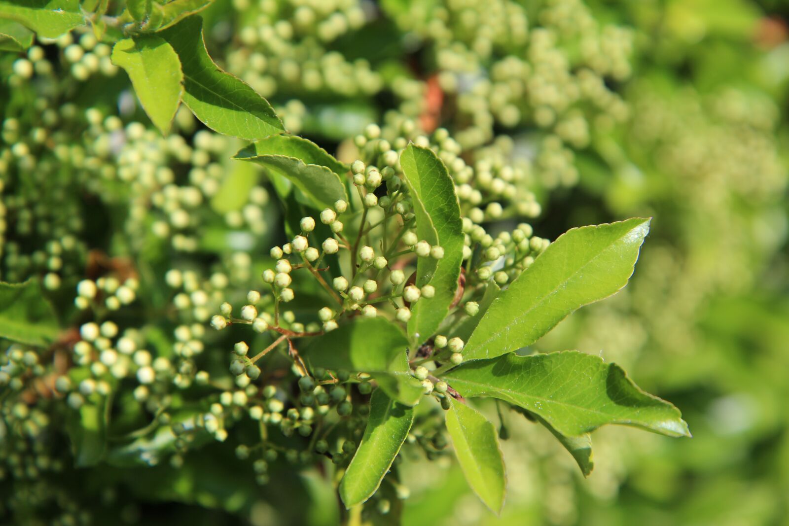 Canon EOS 600D (Rebel EOS T3i / EOS Kiss X5) sample photo. Pyracantha, pyracantha shrub, flowers photography