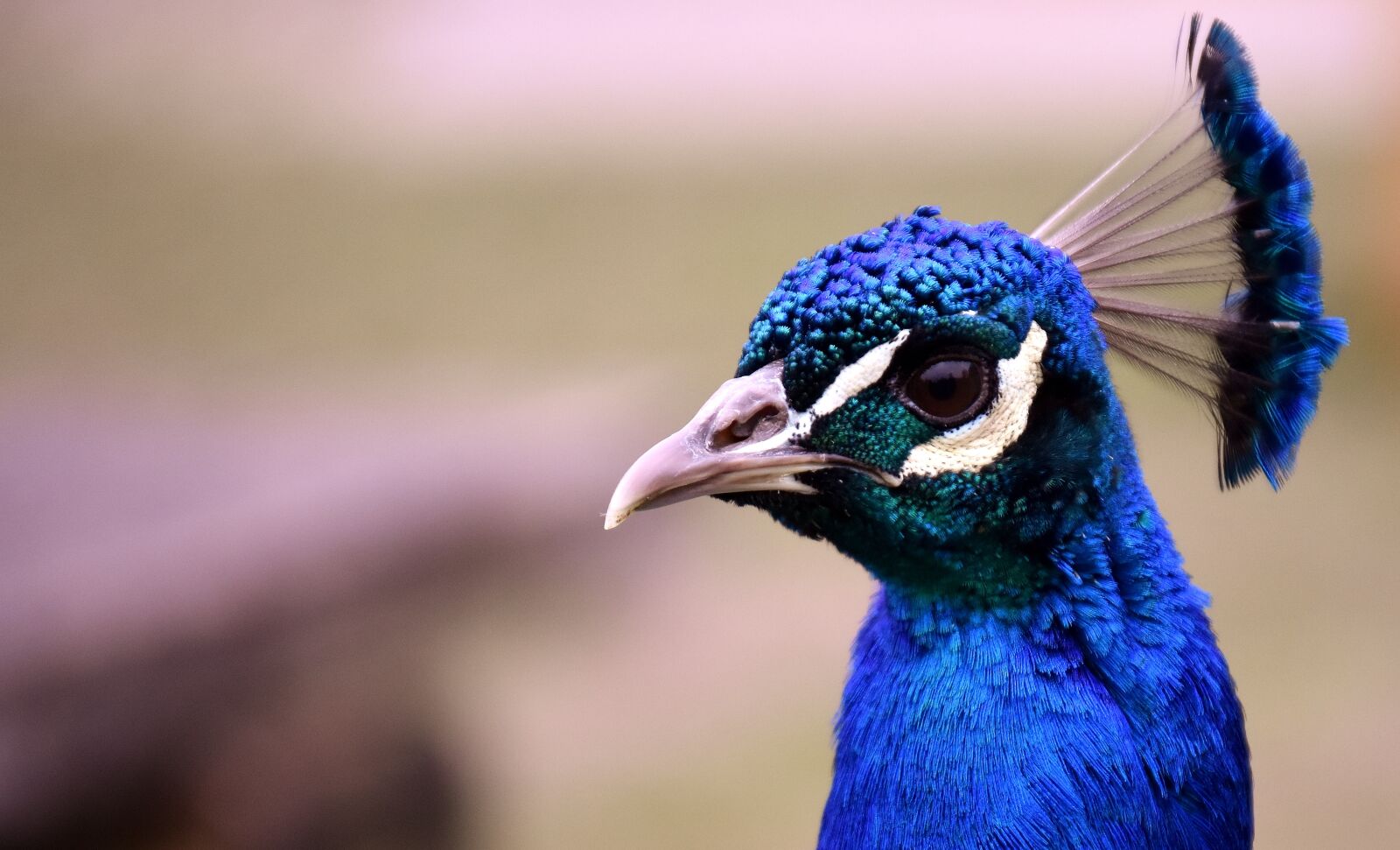 Nikon D7200 sample photo. Peacock, bird, poultry photography