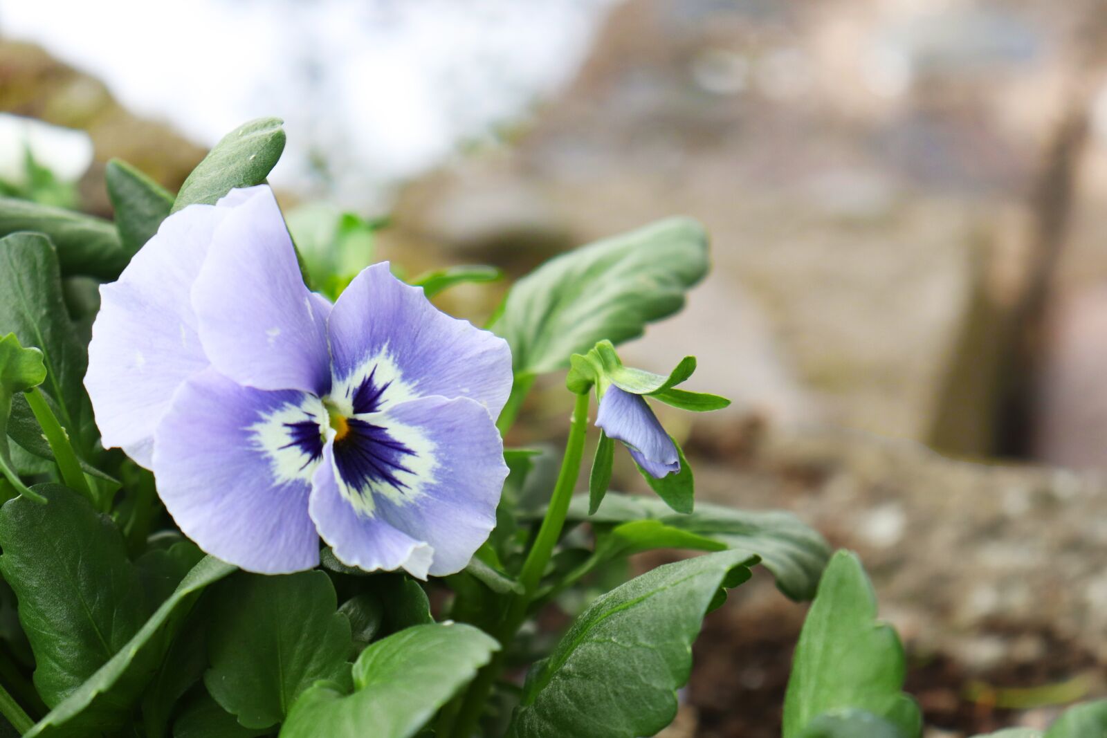 Canon EOS 77D (EOS 9000D / EOS 770D) sample photo. Pansy, flower, violet photography