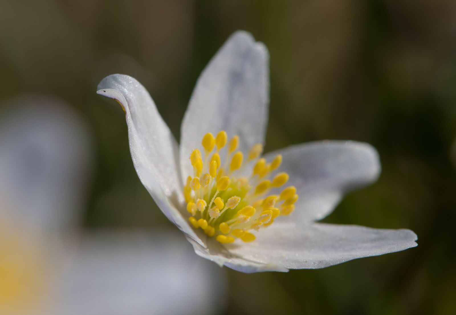 Canon EF 100mm F2.8L Macro IS USM sample photo. Anemones, the nature of photography