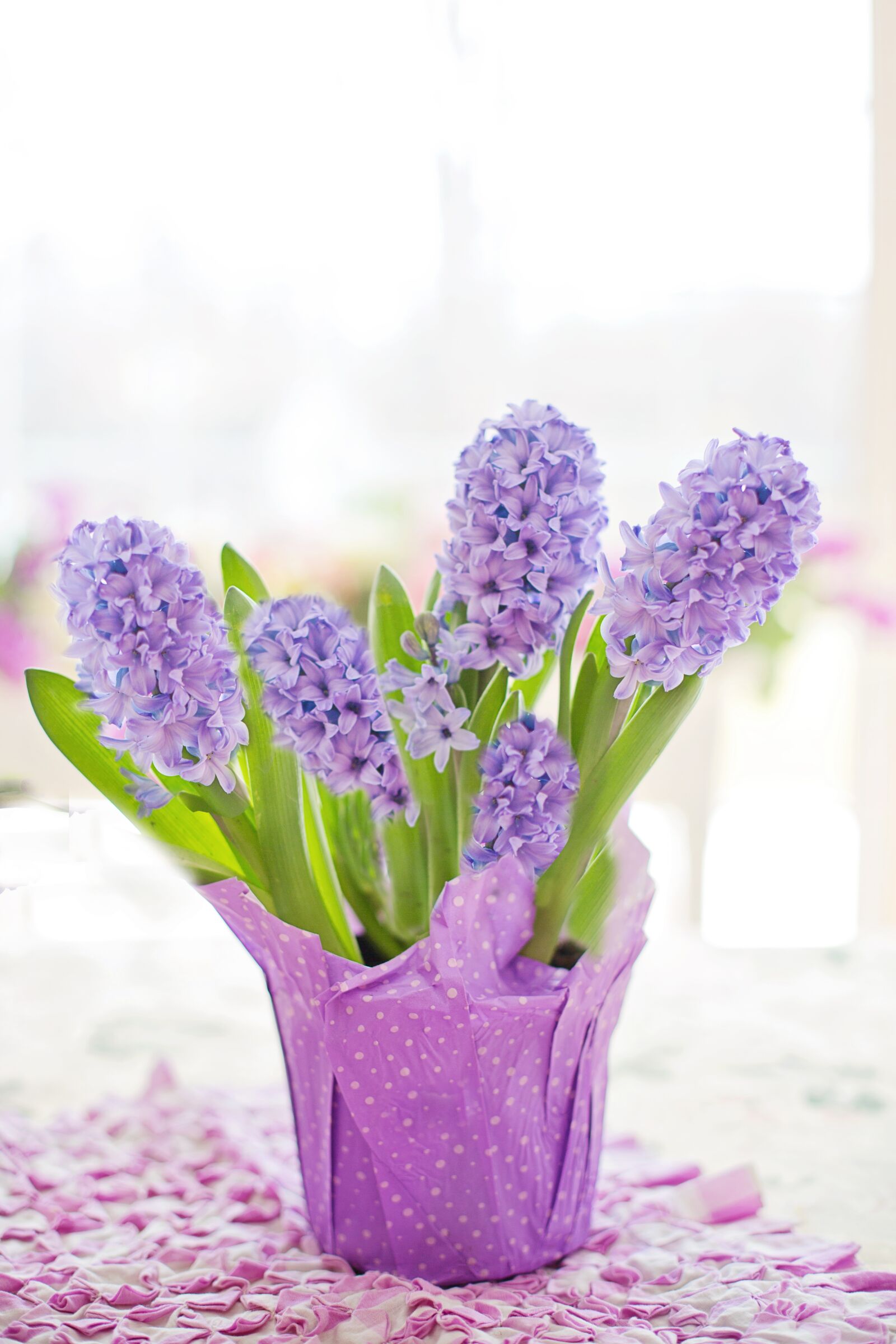 Canon EF 50mm F1.4 USM sample photo. Hyacinth, purple, pastel photography