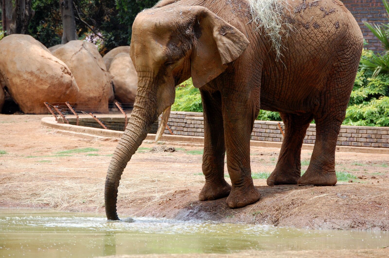 Nikon D40 sample photo. Baby elephant, africa, south photography