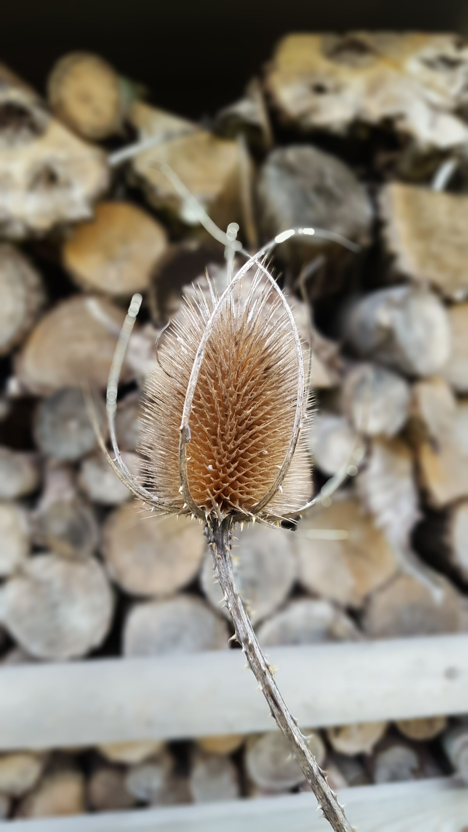 Samsung Galaxy S6 sample photo. Teasle, wood, autumn photography