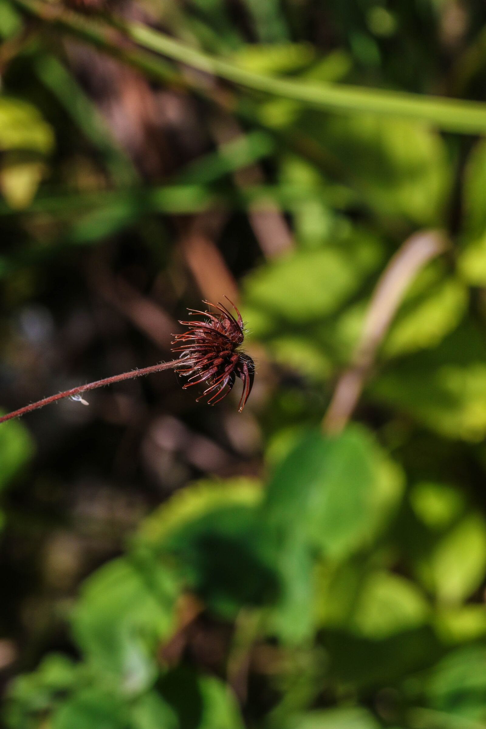 Canon EOS 7D Mark II sample photo. Growth, nature, macro photography