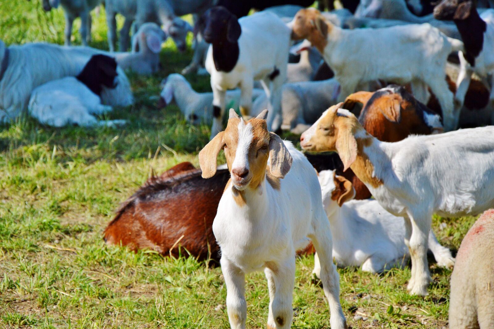 Nikon D3200 sample photo. Goat, prima donna, geiss photography