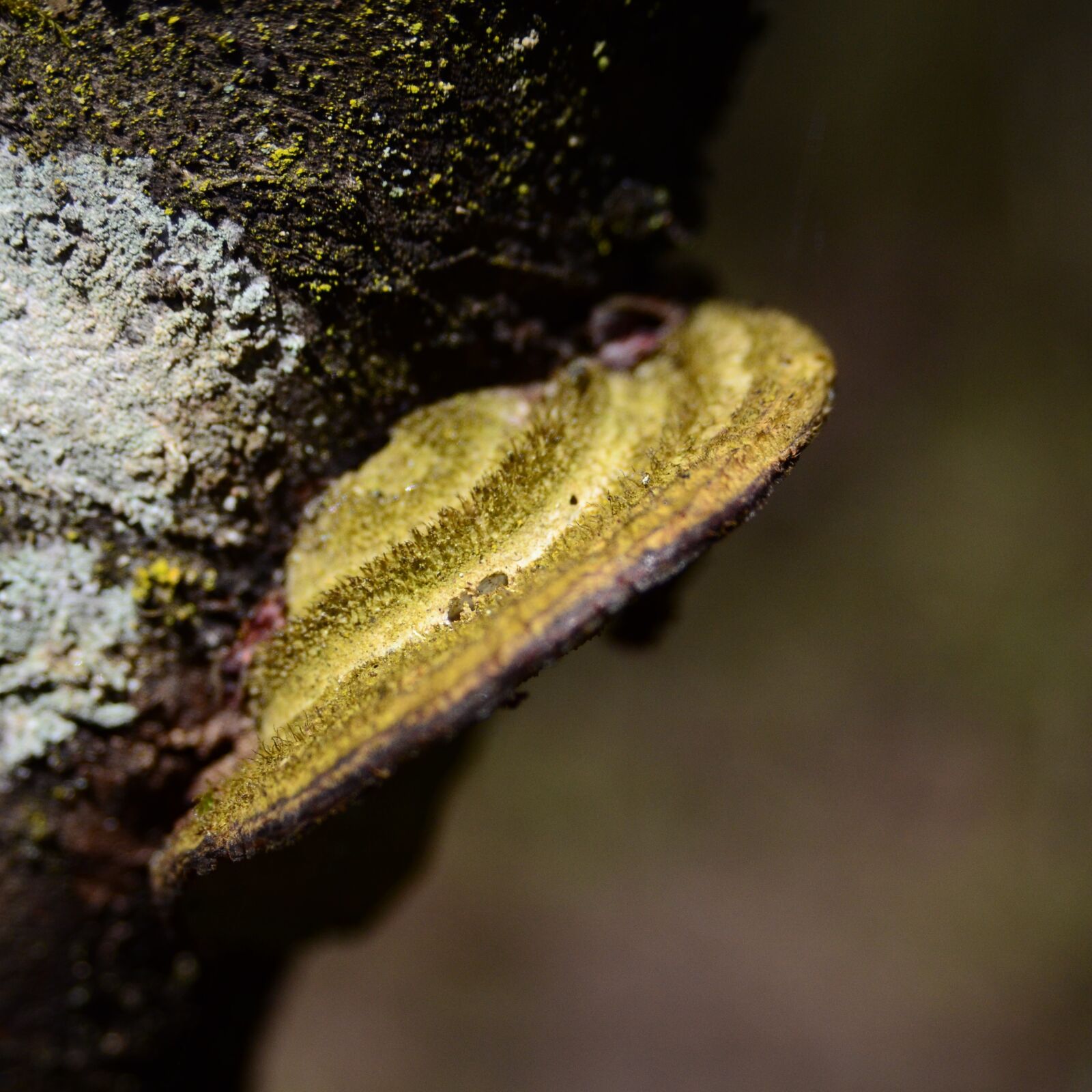 Nikon D7000 sample photo. Baumschwamm, tree fungus, mushroom photography