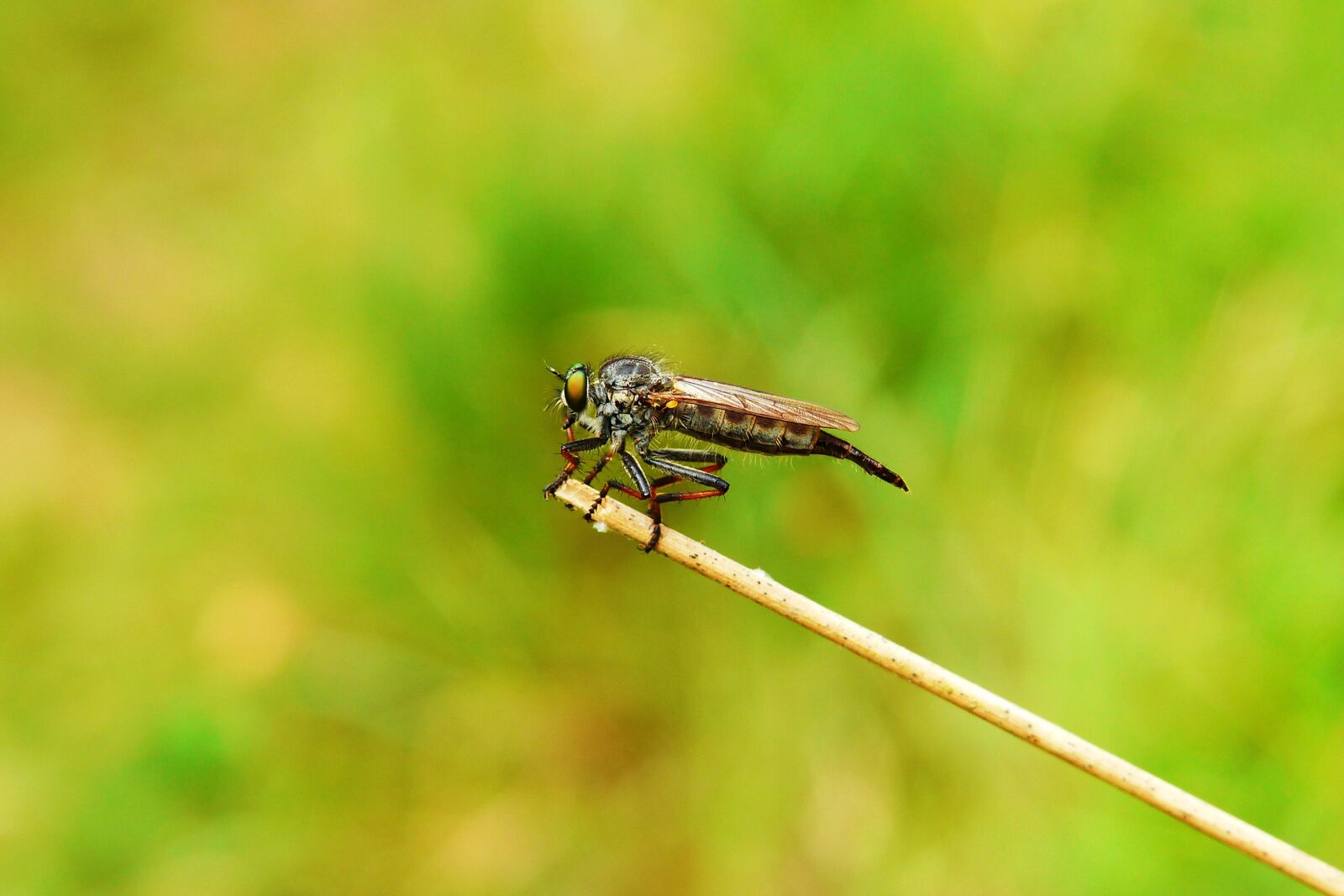Panasonic Lumix DMC-FZ200 sample photo. Owczak bluish, female, much photography