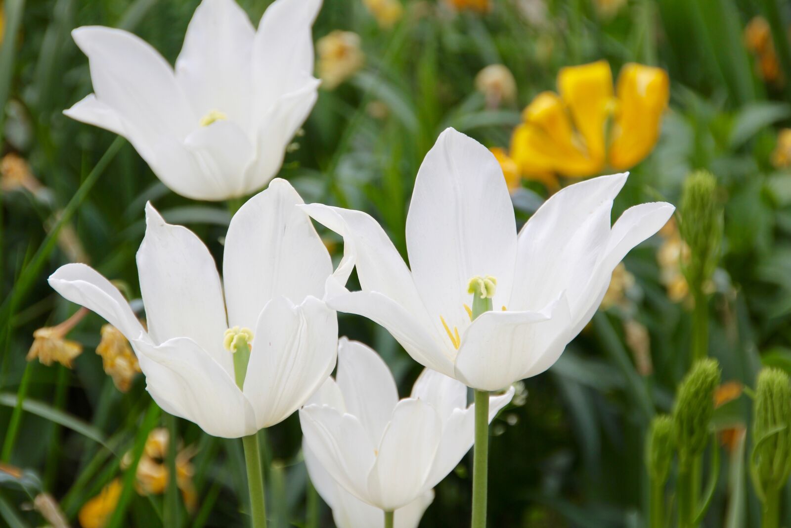 Canon EOS 60D sample photo. Tulips, white, flower photography